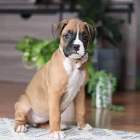 Kona, a female Boxer for sale in Dundee, OH – 5 of 5