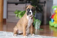 Kona, a female Boxer for sale in Dundee, OH – Photo 5 of 5