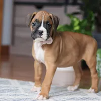 Kona, a female Boxer for sale in Dundee, OH – 3 of 5