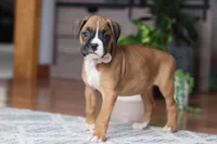 Kona, a female Boxer for sale in Dundee, OH – Photo 3 of 5