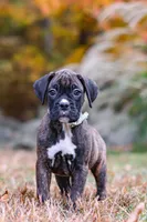 Luca, a male Boxer for sale in Dundee, OH – 2 of 9