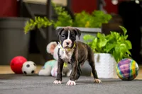 Monty, a male Boxer for sale in Dundee, OH – Photo 2 of 6