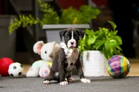 Monty, a male Boxer for sale in Dundee, OH – Photo 6 of 6