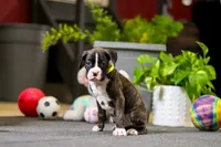 Monty, a male Boxer for sale in Dundee, OH – Photo 3 of 6