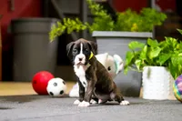 Monty, a male Boxer for sale in Dundee, OH – Photo 5 of 6