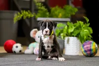 Monty, a male Boxer for sale in Dundee, OH – Photo 4 of 6