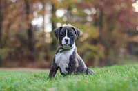 Carter, a male Boxer for sale in Dundee, OH – 4 of 8