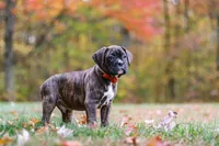 Miles, a male Boxer for sale in Dundee, OH – 7 of 8