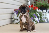 Layla, a female Boxer for sale in Dundee, OH – 4 of 8