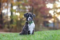 Carter, a male Boxer for sale in Dundee, OH – 5 of 8