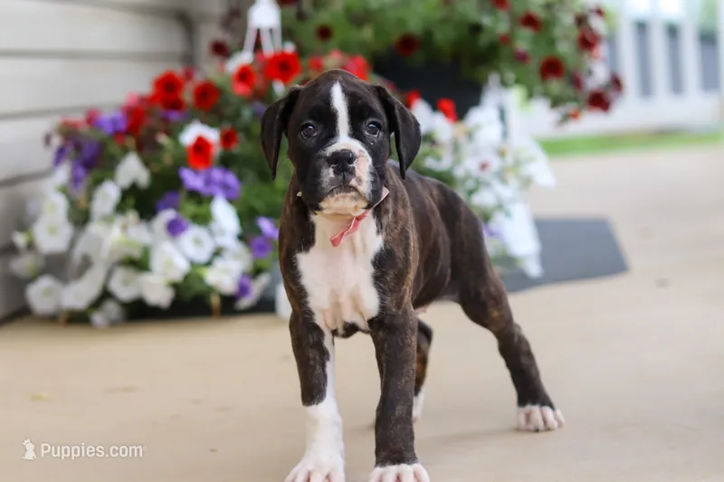 Allie – Boxer puppy for sale in Dundee, OH