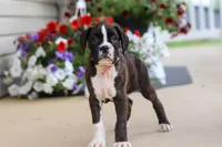 Allie, a female Boxer for sale in Dundee, OH – 1 of 6