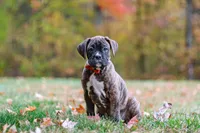 Miles, a male Boxer for sale in Dundee, OH – 4 of 8