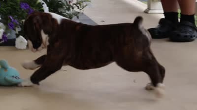 Bentley, a male Boxer for sale in Dundee, OH – 6 of 6