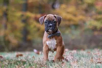 Hudson, a male Boxer for sale in Dundee, OH – 2 of 10