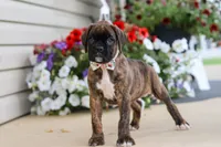 Layla, a female Boxer for sale in Dundee, OH – 7 of 8