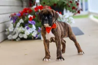 Benson, a male Boxer for sale in Dundee, OH – 3 of 6