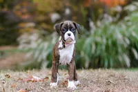 Olivia, a female Boxer for sale in Dundee, OH – 3 of 7