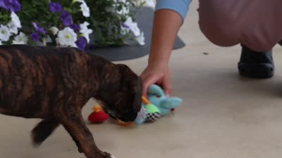 Mason, a male Boxer for sale in Dundee, OH – 6 of 6