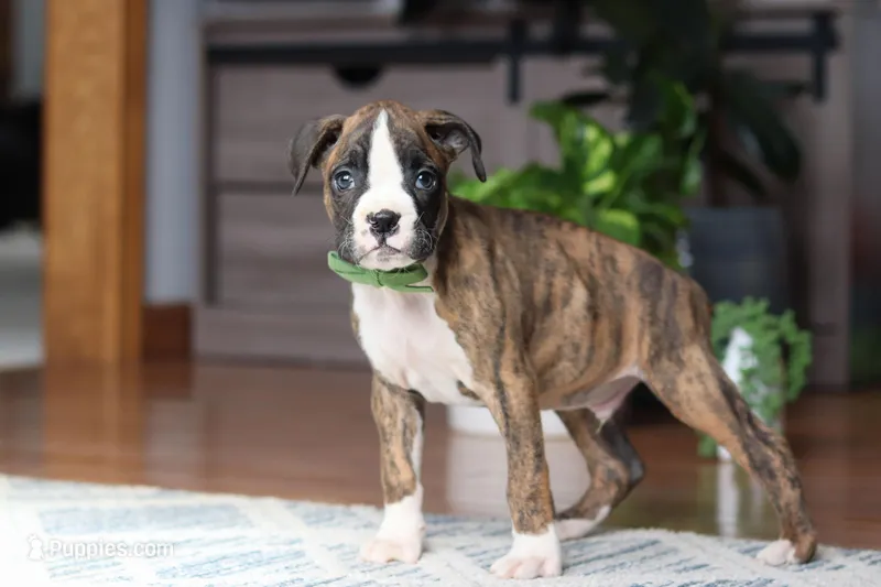 Cooper, a male Boxer for sale in Dundee, OH – Photo 1 of 5