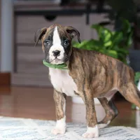 Cooper, a male Boxer for sale in Dundee, OH – 1 of 5
