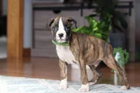 Cooper, a male Boxer for sale in Dundee, OH – Photo 1 of 5