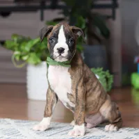 Cooper, a male Boxer for sale in Dundee, OH – 2 of 5