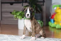 Cooper, a male Boxer for sale in Dundee, OH – Photo 2 of 5