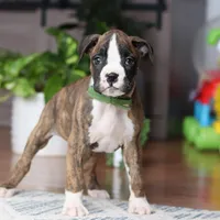 Cooper, a male Boxer for sale in Dundee, OH – 3 of 5