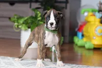 Cooper, a male Boxer for sale in Dundee, OH – Photo 3 of 5