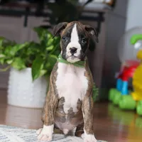 Cooper, a male Boxer for sale in Dundee, OH – 5 of 5