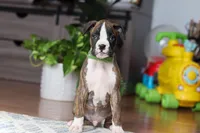 Cooper, a male Boxer for sale in Dundee, OH – Photo 5 of 5