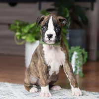 Cooper, a male Boxer for sale in Dundee, OH – 4 of 5