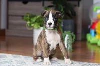 Cooper, a male Boxer for sale in Dundee, OH – Photo 4 of 5