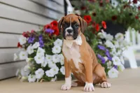 Tasha, a female Boxer for sale in Dundee, OH – 3 of 7