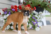 Tasha, a female Boxer for sale in Dundee, OH – 4 of 7