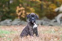 Luca, a male Boxer for sale in Dundee, OH – 7 of 9