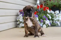 Layla, a female Boxer for sale in Dundee, OH – 3 of 8