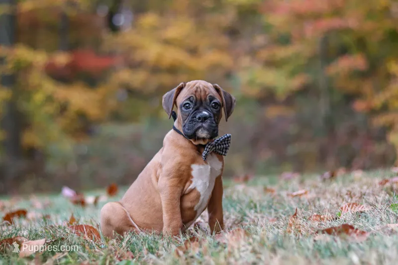 Hudson – Boxer puppy for sale in Dundee, OH