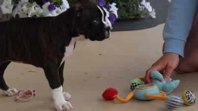 Allie, a female Boxer for sale in Dundee, OH – 6 of 6