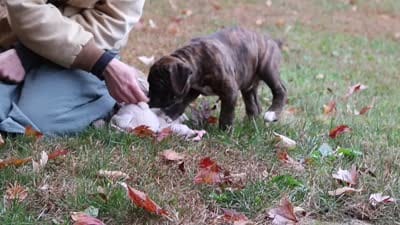 Miles, a male Boxer for sale in Dundee, OH – 8 of 8