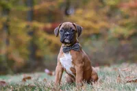 Hudson, a male Boxer for sale in Dundee, OH – 10 of 10
