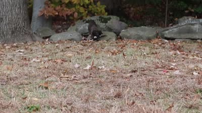 Luca, a male Boxer for sale in Dundee, OH – 9 of 9