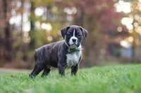 Carter, a male Boxer for sale in Dundee, OH – 7 of 8