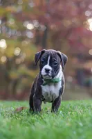 Carter, a male Boxer for sale in Dundee, OH – 3 of 8