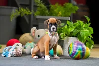 Macky, a male Boxer for sale in Dundee, OH – Photo 1 of 5