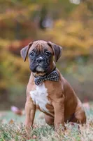 Hudson, a male Boxer for sale in Dundee, OH – 3 of 10