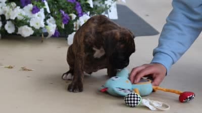 Layla, a female Boxer for sale in Dundee, OH – 8 of 8