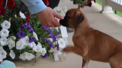 Tasha, a female Boxer for sale in Dundee, OH – 7 of 7