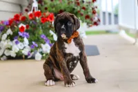 Mason, a male Boxer for sale in Dundee, OH – 4 of 6